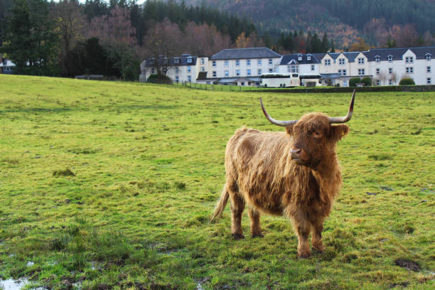istock Highland Cow with Buildings 838334216