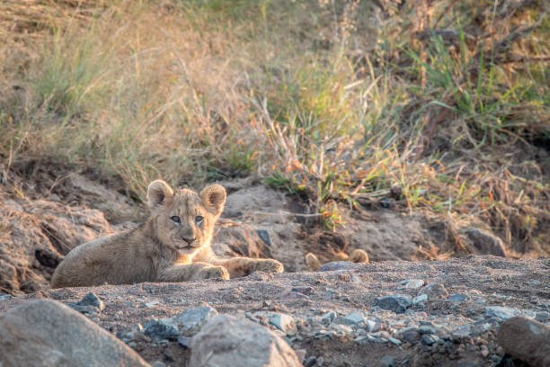 istock Lion cubs laying on the rocks. 838336690