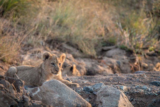 istock Lion cubs laying on the rocks. 838336692