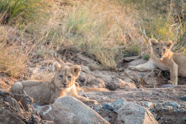 istock Lion cubs laying on the rocks. 838336954