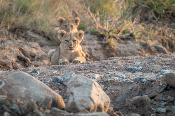 istock Lion cubs laying on the rocks. 838337052