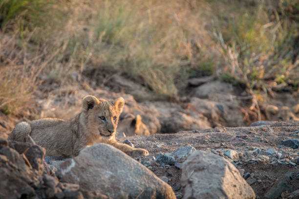istock Lion cubs laying on the rocks. 838337294