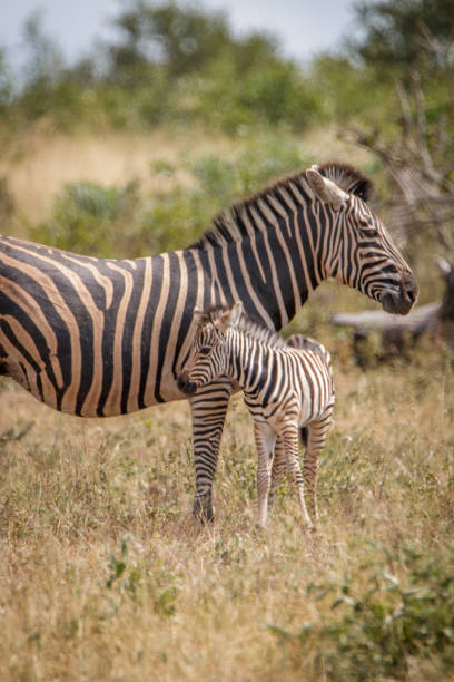 istock A baby Zebra bonding with the mother. 838337326