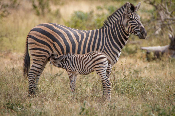 istock A baby Zebra bonding with the mother. 838337444