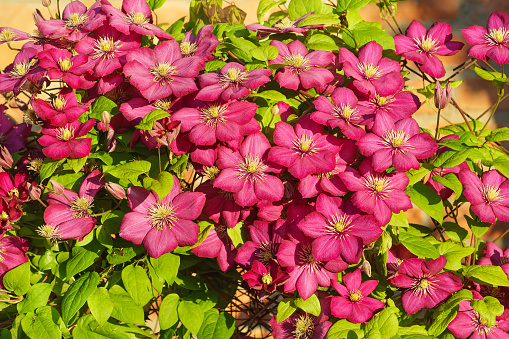 Beautiful lush Bush Clematis Ville de Lyon group Viticella, illuminated by the setting sun. Vertical gardening garden