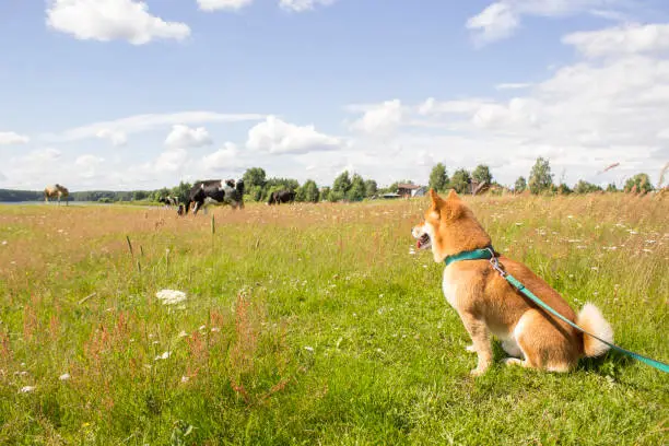 Sitting shiba-inu dog watching at the cows on a grass field in sunny day