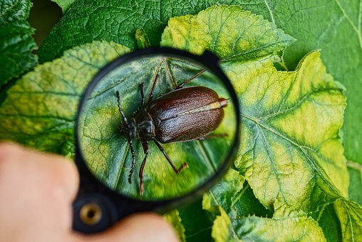 Beetle under the glass of a circular magnifier on a green leaf plants in the garden