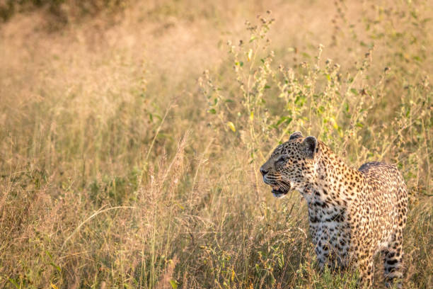 istock Side profile of a Leopard in the grass. 838349028