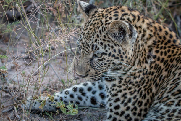 istock Close up of a young female Leopard. 838349430