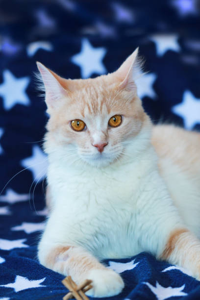 istock Domestic cat in cream color lying on blue blanket 838349484