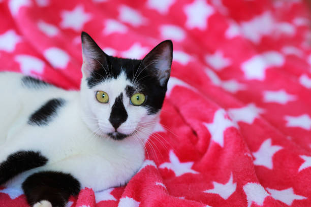 cute cat, color black and white in front of a red blanket with white starscute cat, color black and white in front of a red blanket with white stars