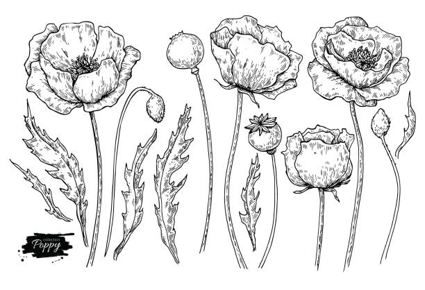 illustrations, cliparts, dessins animés et icônes de fleur pavot vecteur de dessin d’ensemble. isolés de plantes sauvages et des feuilles. illustration de style gravé à base de plantes. - poppy field illustrations