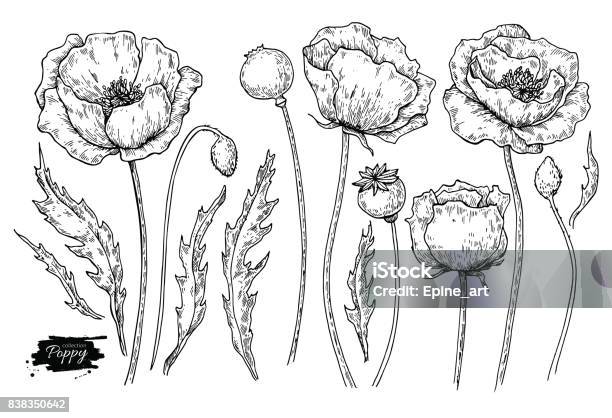 Poppy Flower Vector Drawing Set Isolated Wild Plant And Leaves Herbal ...