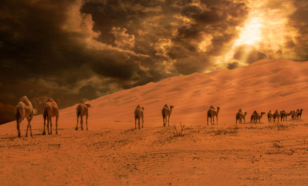 kamele in der wüste zu - liwa desert stock-fotos und bilder