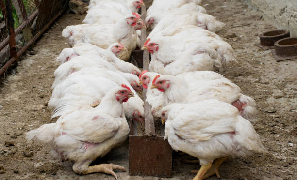 białe kurczaki w sekcjach. kurczaki jedzące paszę kombinowane w klatce w gospodarstwie. - broiler farm zdjęcia i obrazy z banku zdjęć