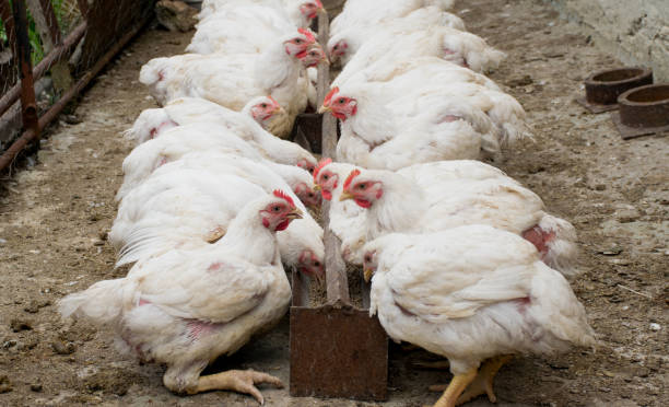 white chickens in sections. chickens eating combined feed in the cage on the farm. - broiler farm imagens e fotografias de stock