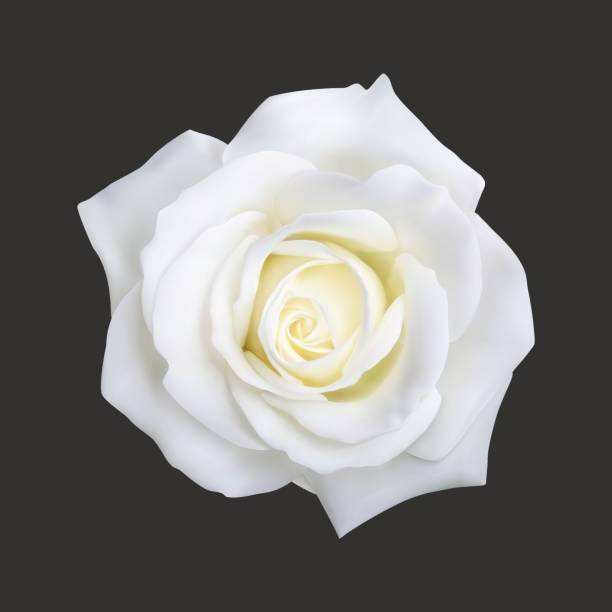 ilustrações de stock, clip art, desenhos animados e ícones de realistic white rose, vector illustration - rose anniversary flower nobody