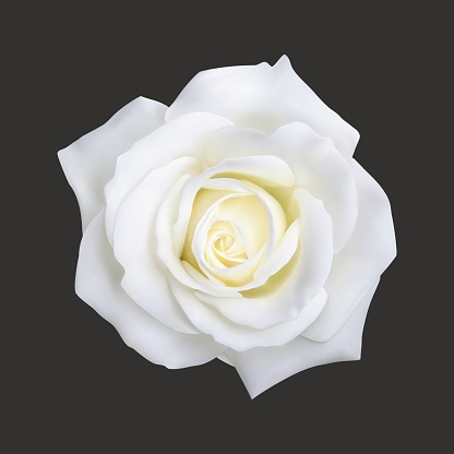 Realistic white rose, vector illustration on black background