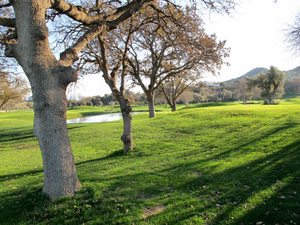 istock Green Lawn in Landscaped Formal Garden 838365966