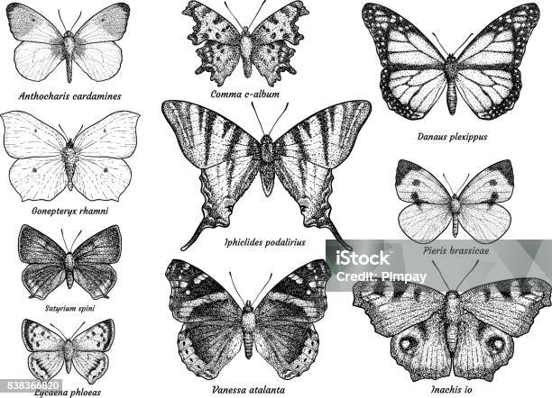 Collezione Farfalla Illustrazione Disegno Incisione Inchiostro Line Art Vettore - Immagini vettoriali stock e altre immagini di Farfalla