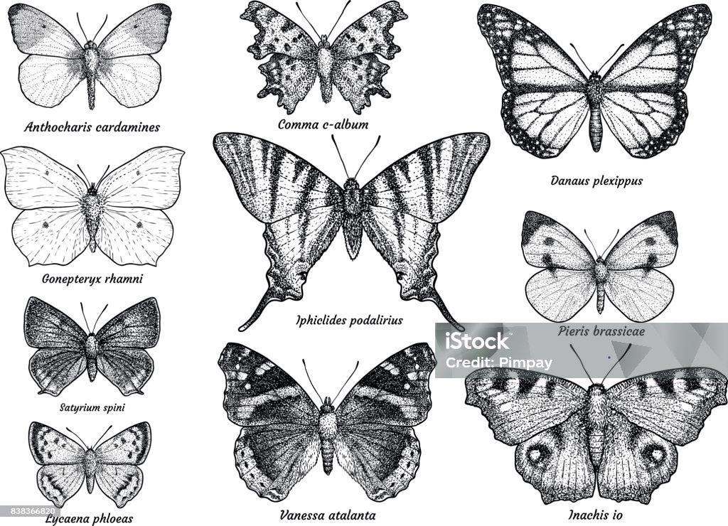 Butterfly collection, illustration, drawing, engraving, ink, line art, vector Illustration, what made by ink, then it was digitalized. Butterfly - Insect stock vector