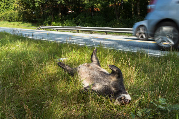 istock Dead badger killed by car, car driving in background horizontal image 838367096