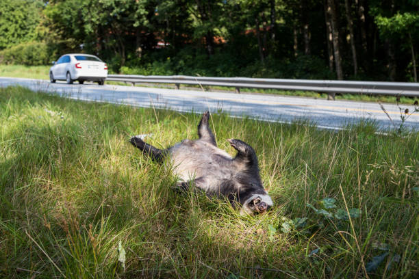 istock Dead badger killed by car, car driving in background horizontal image 838367216