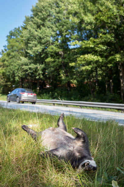 istock Dead badger killed by car, car driving in background vertical image 838369340