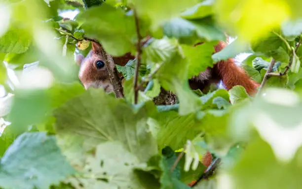 Squirrel hiding in the walnut tree