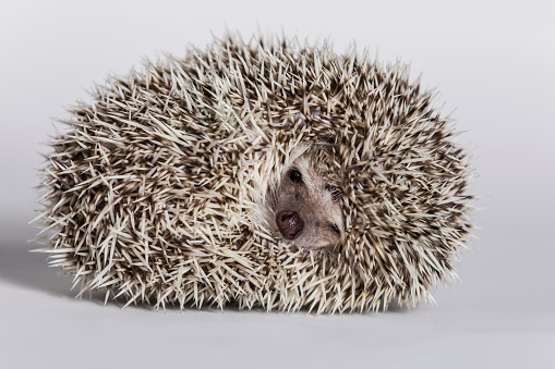 hedgehog curled up