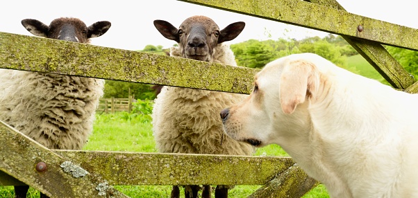 Sheep Labrador Dogs Labrador Retriever And Sheep Stock Photo - Download Image Now ...
