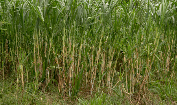 istock sugarcane plants grow in field 838370534