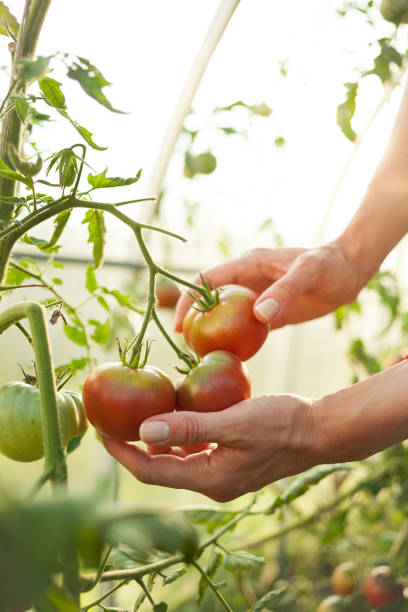 istock Harvesting of vegetables 838372070