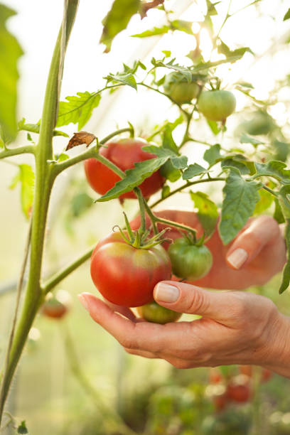 istock Harvesting of vegetables 838372076