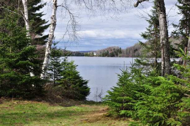 istock Grove by the Lake 838374024