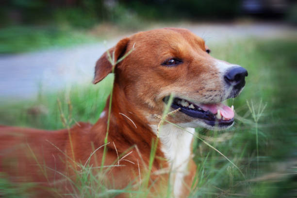 istock Brown dog plays on the green grass. 838375882