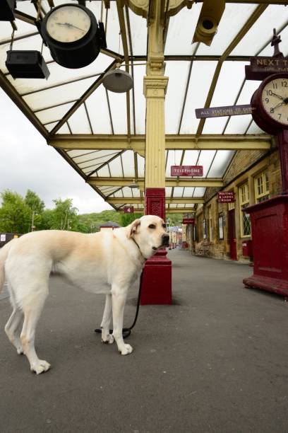 istock Labrador Retriever waiting at an English train Station 838379036