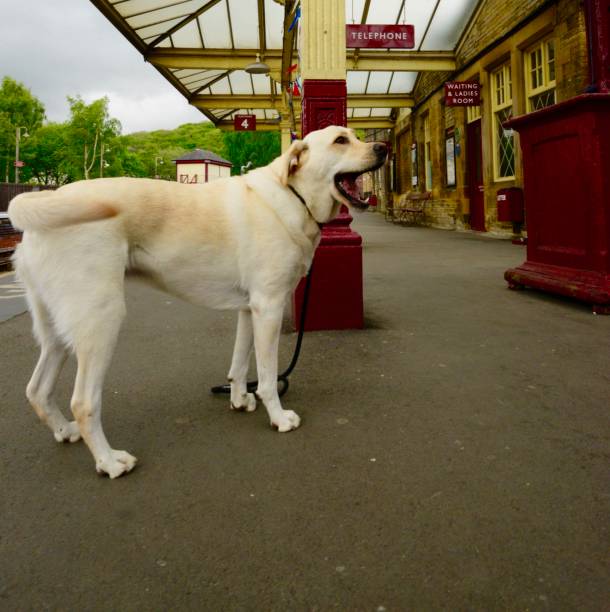 istock Labrador Retriever waiting at an English train Station 838379068