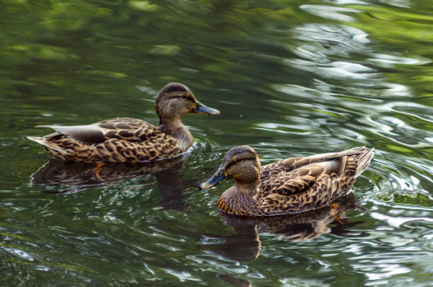 istock Duck standing in shallow river, reflection on the water surface. 838379358