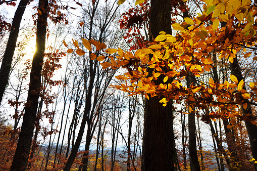 Fall Seaons Autumn In The Forest With Yellow Falling Leaves Stock Photo - Download ...