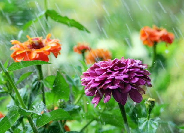 istock Flower zinnia in the rain 838382444