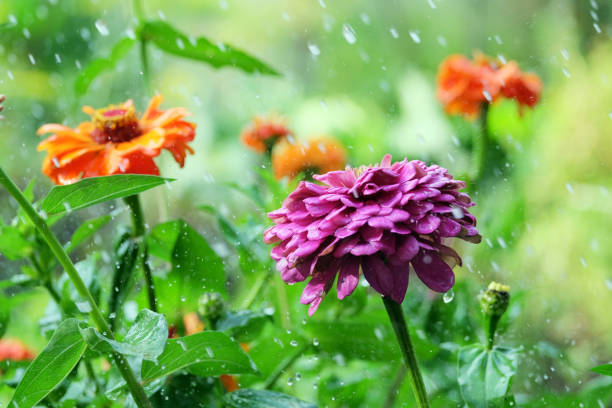 istock Flower zinnia in the rain 838382446