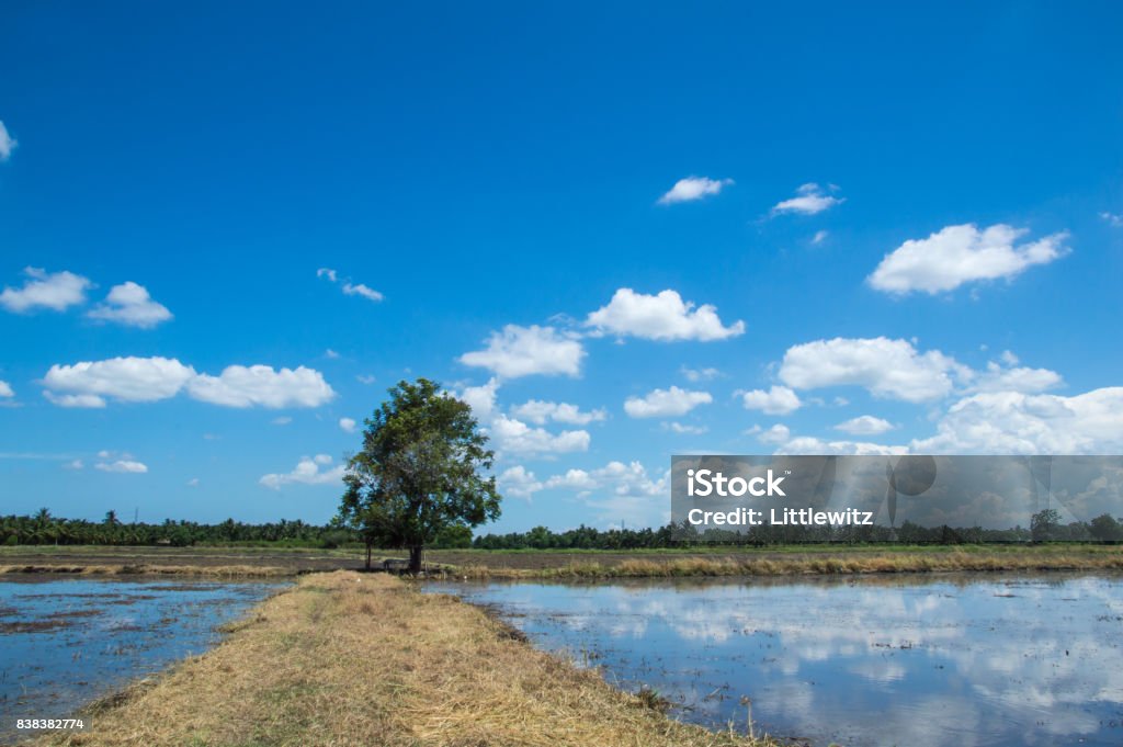 Empty Rice Fields Empty Rice Field Stock Photo - Download Image Now - Agricultural Field ...