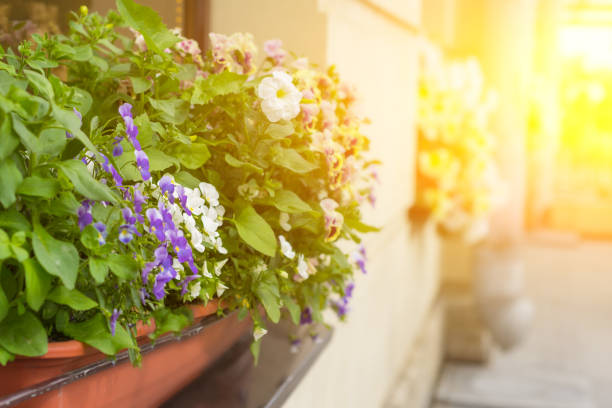 istock An outside basket filled with violet flowers 838383226