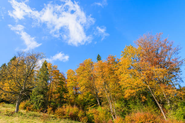 Colourful trees in autumn season in Pieniny Mountains, Poland The Pieniny is a mountain range in the south of Poland and the north of Slovakia. szczawnica stock pictures, royalty-free photos & images