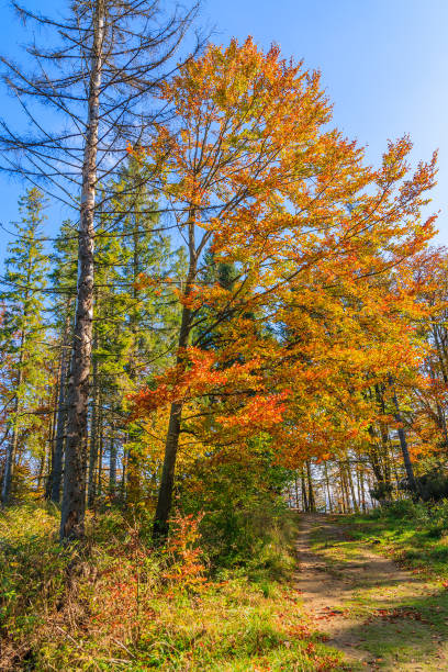 Path in forest with colourful trees in autumn season, Pieniny Mountains, Poland The Pieniny is a mountain range in the south of Poland and the north of Slovakia. szczawnica stock pictures, royalty-free photos & images