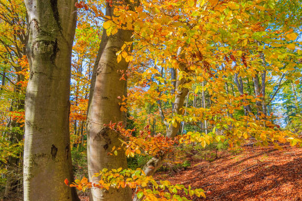 Autumn season in forest with colourful leaves on trees, Pieniny Mountains, Poland The Pieniny is a mountain range in the south of Poland and the north of Slovakia. szczawnica stock pictures, royalty-free photos & images