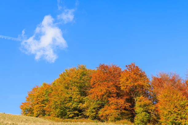 Colourful trees on hill in autumn season in Pieniny Mountains, Poland The Pieniny is a mountain range in the south of Poland and the north of Slovakia. szczawnica stock pictures, royalty-free photos & images