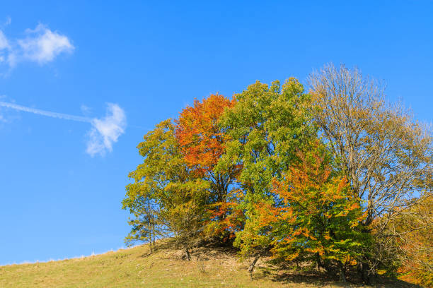 Colourful trees on hill in autumn season in Pieniny Mountains, Poland The Pieniny is a mountain range in the south of Poland and the north of Slovakia. szczawnica stock pictures, royalty-free photos & images