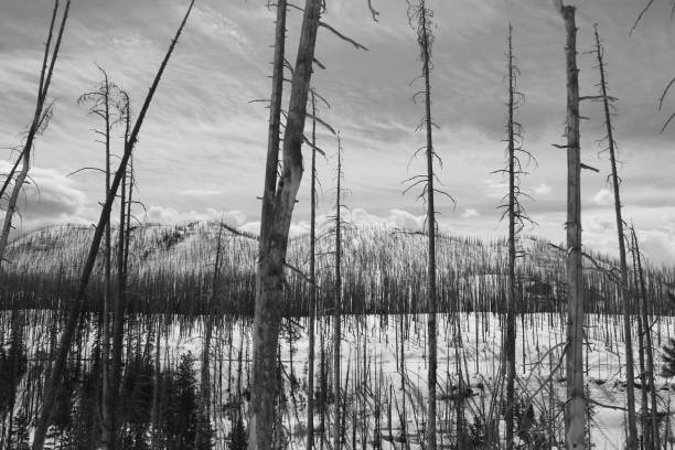 istock Yellowstone National Park 838387206